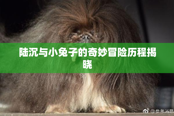 陆沉与小兔子的奇妙冒险历程揭晓
