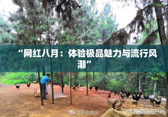 “网红八月：体验极品魅力与流行风潮”