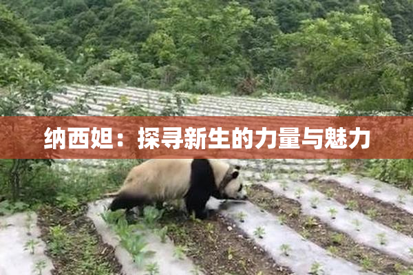 纳西妲：探寻新生的力量与魅力