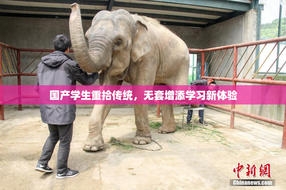国产学生重拾传统，无套增添学习新体验