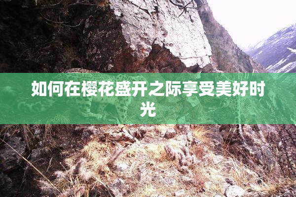 如何在樱花盛开之际享受美好时光