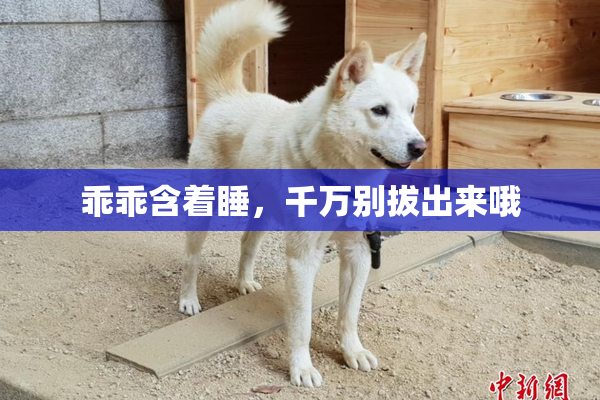 乖乖含着睡，千万别拔出来哦