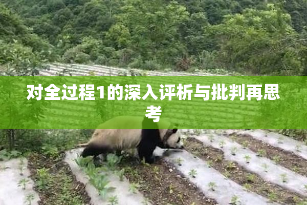 对全过程1的深入评析与批判再思考