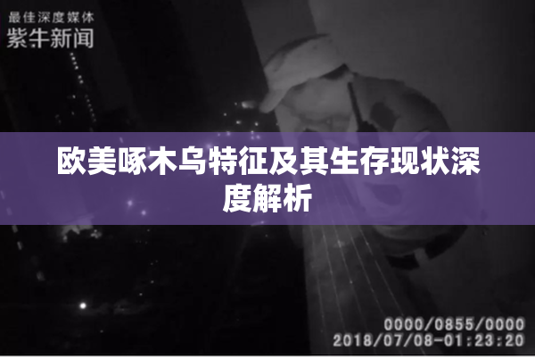 欧美啄木乌特征及其生存现状深度解析