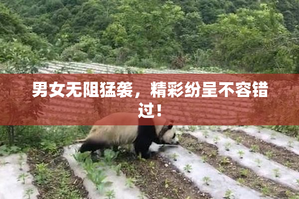 男女无阻猛袭，精彩纷呈不容错过！