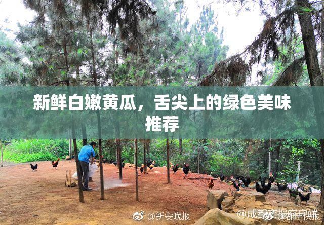 新鲜白嫩黄瓜，舌尖上的绿色美味推荐