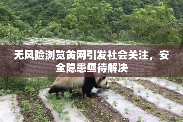 无风险浏览黄网引发社会关注，安全隐患亟待解决