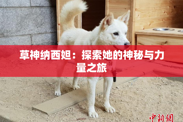 草神纳西妲：探索她的神秘与力量之旅