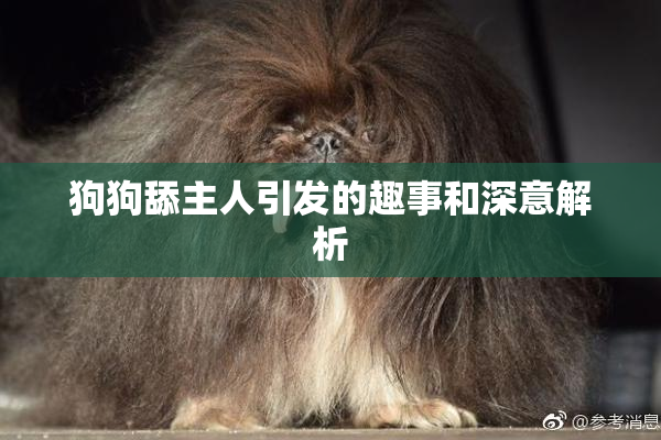 狗狗舔主人引发的趣事和深意解析