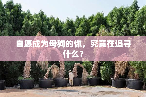 自愿成为母狗的你，究竟在追寻什么？