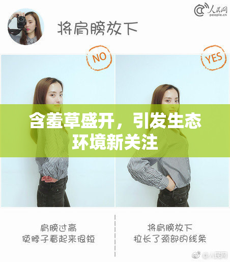 含羞草盛开，引发生态环境新关注