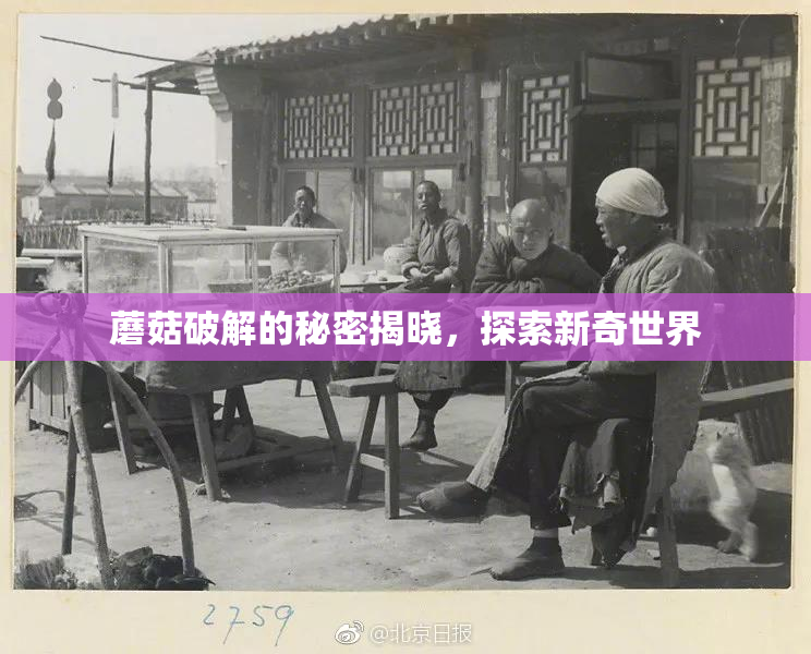 蘑菇破解的秘密揭晓，探索新奇世界
