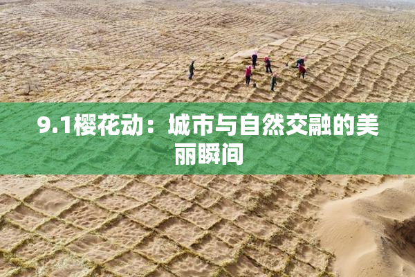 9.1樱花动：城市与自然交融的美丽瞬间