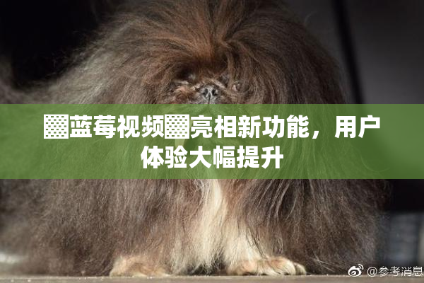 ▓蓝莓视频▓亮相新功能，用户体验大幅提升