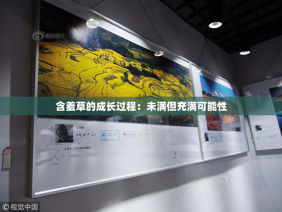 含羞草的成长过程：未满但充满可能性