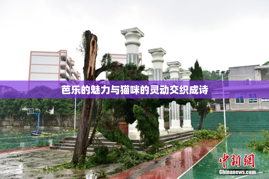 芭乐的魅力与猫咪的灵动交织成诗