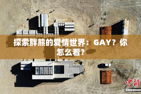 探索胖熊的爱情世界：GAY？你怎么看？
