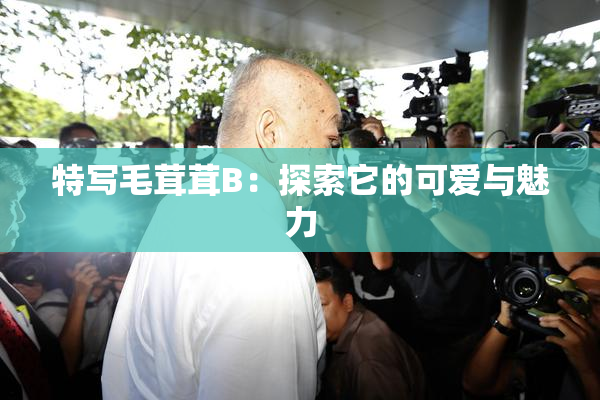 特写毛茸茸B：探索它的可爱与魅力