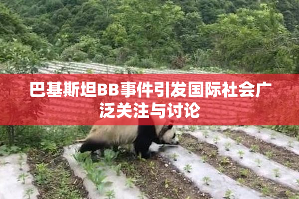巴基斯坦BB事件引发国际社会广泛关注与讨论