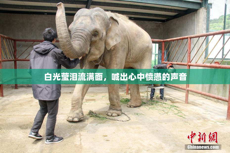 白光莹泪流满面，喊出心中愤懑的声音