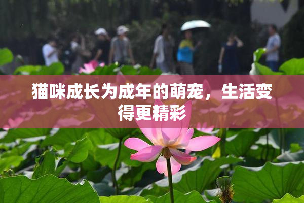 猫咪成长为成年的萌宠，生活变得更精彩