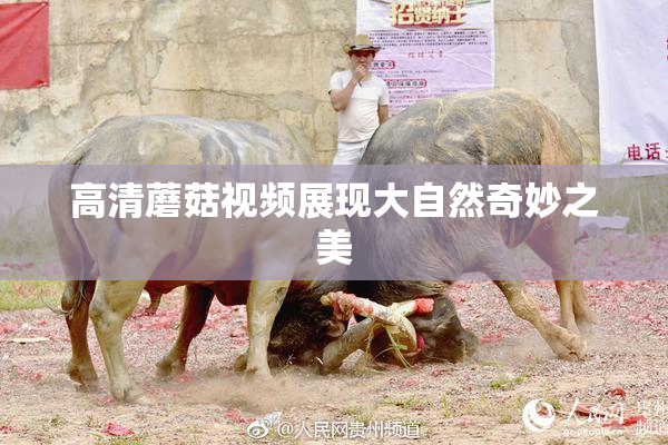 高清蘑菇视频展现大自然奇妙之美