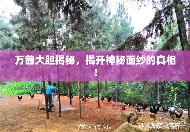 万茜大胆揭秘，揭开神秘面纱的真相！