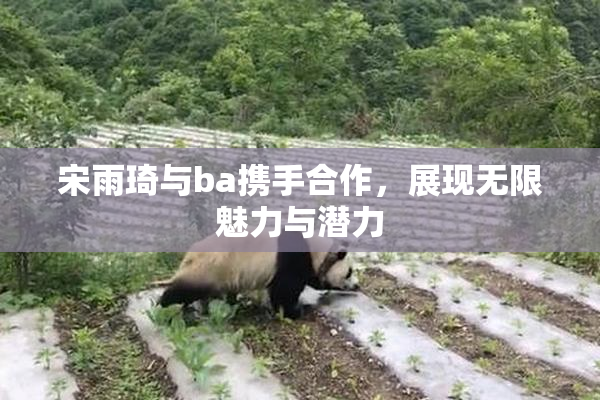 宋雨琦与ba携手合作，展现无限魅力与潜力