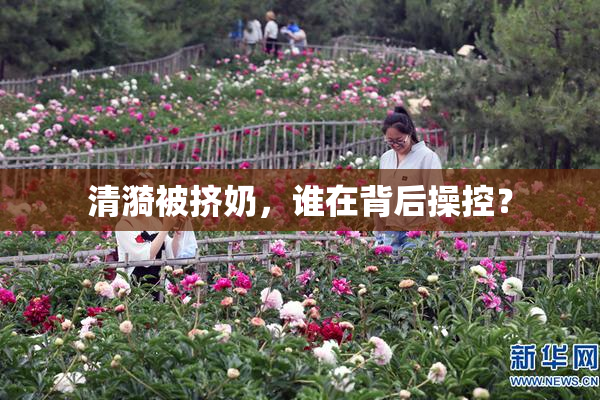 清漪被挤奶，谁在背后操控？