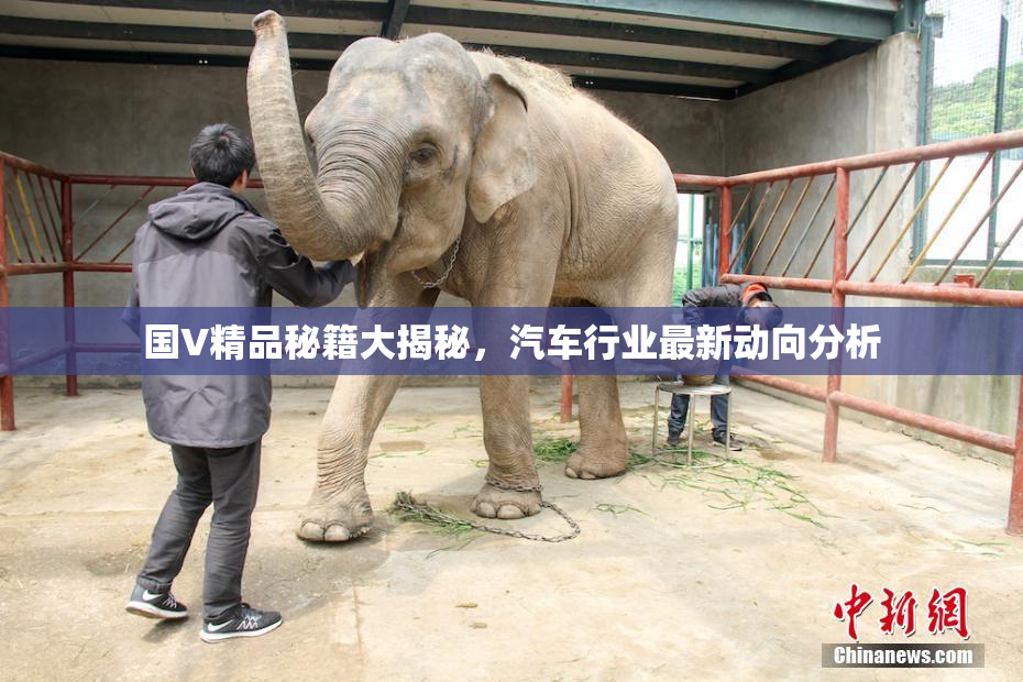 国V精品秘籍大揭秘，汽车行业最新动向分析
