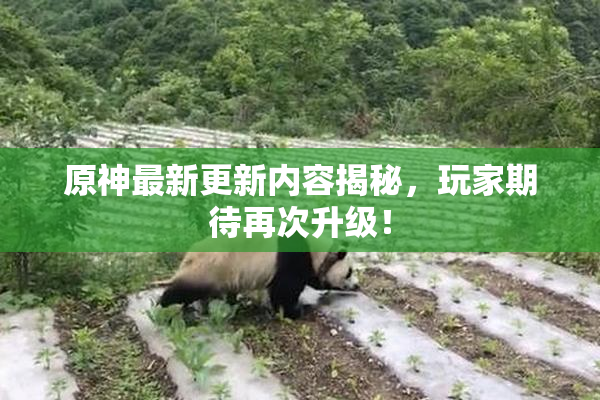 原神最新更新内容揭秘，玩家期待再次升级！