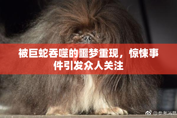 被巨蛇吞噬的噩梦重现，惊悚事件引发众人关注