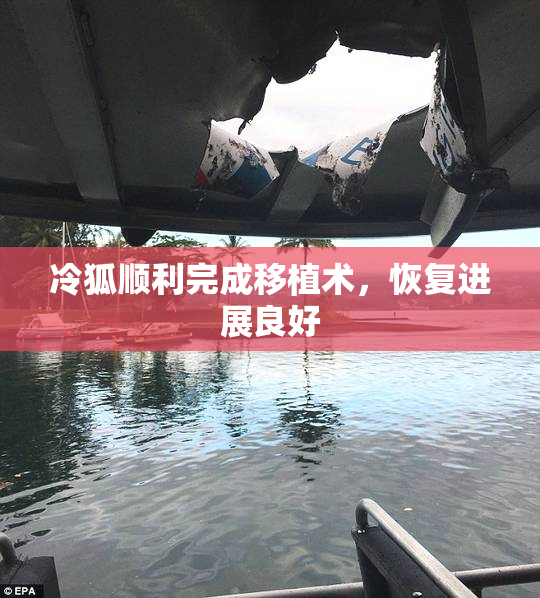 冷狐顺利完成移植术，恢复进展良好