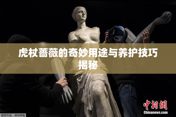 虎杖蔷薇的奇妙用途与养护技巧揭秘