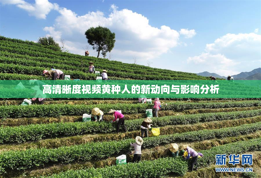 高清晰度视频黄种人的新动向与影响分析