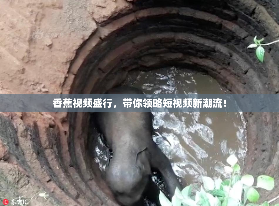 香蕉视频盛行，带你领略短视频新潮流！