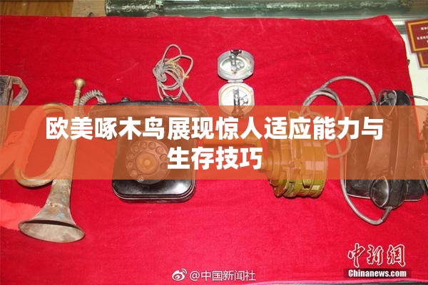 欧美啄木鸟展现惊人适应能力与生存技巧