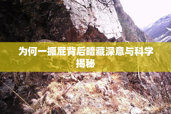 为何一撅屁背后暗藏深意与科学揭秘