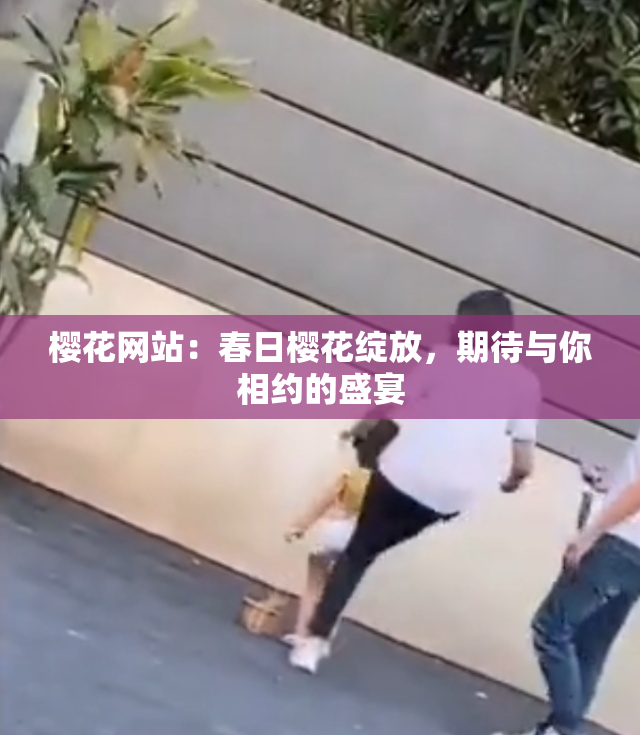 樱花网站：春日樱花绽放，期待与你相约的盛宴