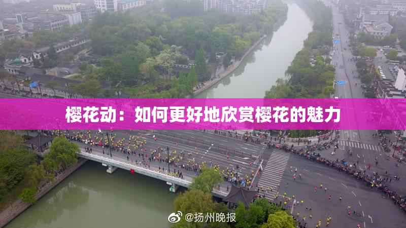 樱花动：如何更好地欣赏樱花的魅力