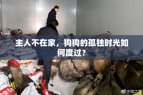 主人不在家，狗狗的孤独时光如何度过？