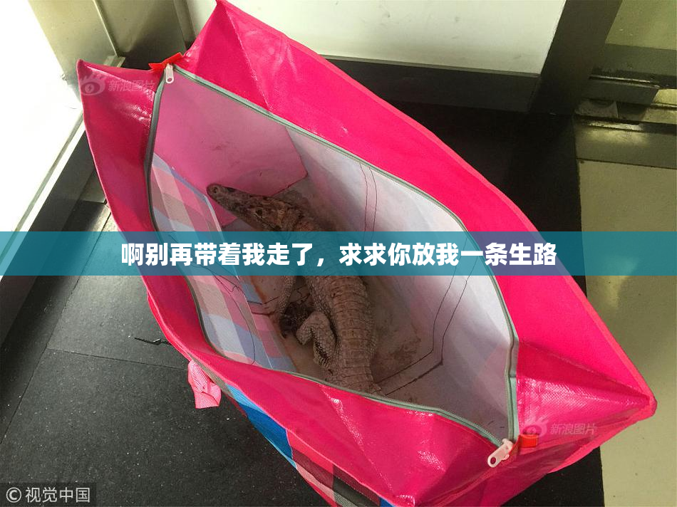 啊别再带着我走了，求求你放我一条生路