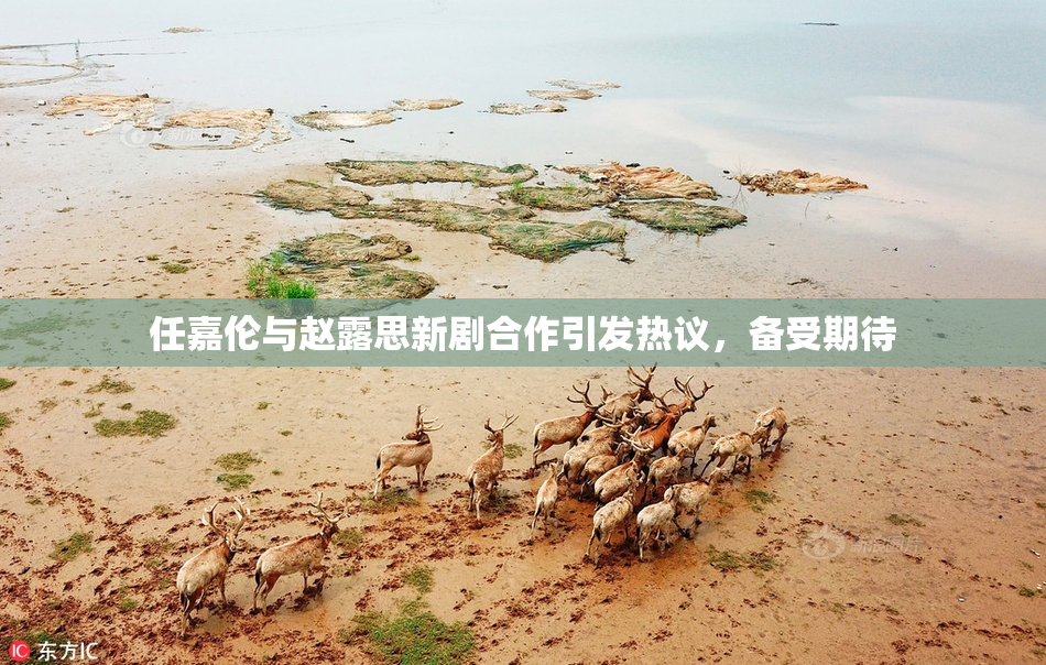 任嘉伦与赵露思新剧合作引发热议，备受期待