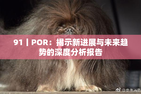 91丨POR：揭示新进展与未来趋势的深度分析报告