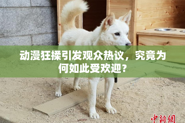 动漫狂揉引发观众热议，究竟为何如此受欢迎？