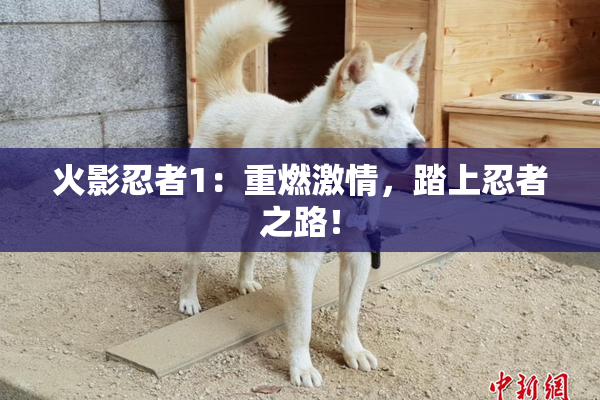 火影忍者1：重燃激情，踏上忍者之路！
