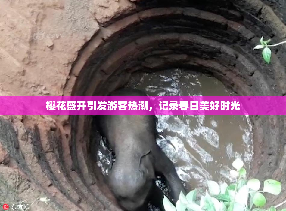 樱花盛开引发游客热潮，记录春日美好时光