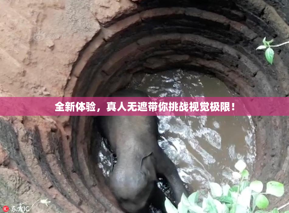 全新体验，真人无遮带你挑战视觉极限！