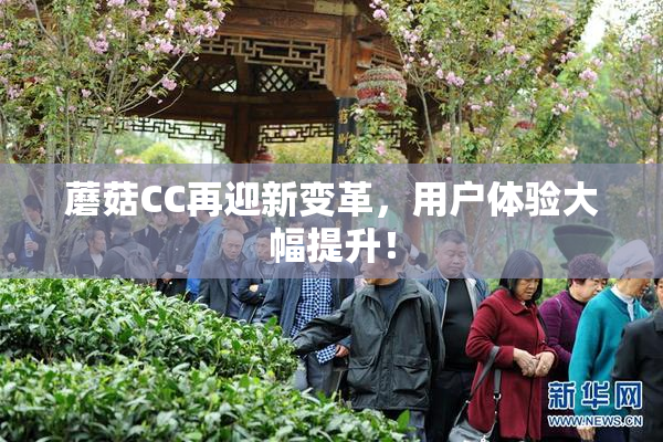 蘑菇CC再迎新变革，用户体验大幅提升！