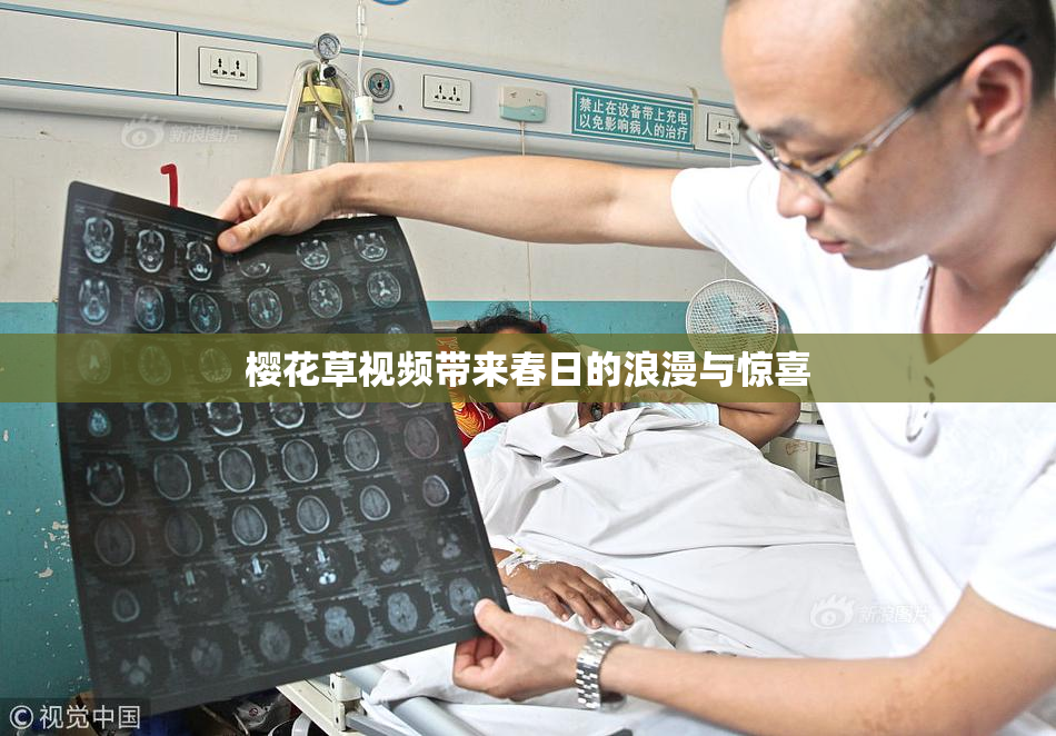 樱花草视频带来春日的浪漫与惊喜